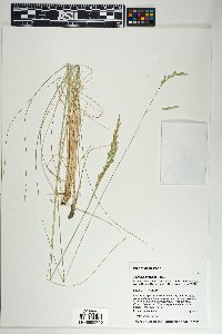 Festuca arizonica image