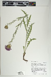 Cirsium wheeleri image