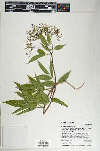 Sambucus cerulea image