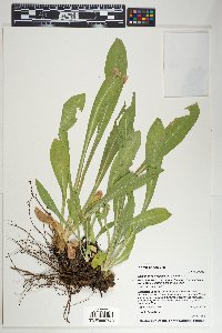 Hymenoxys hoopesii image