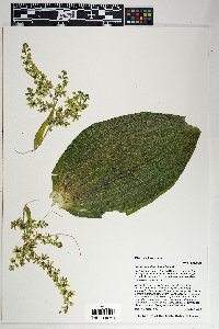 Veratrum californicum image