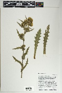 Cirsium parryi image