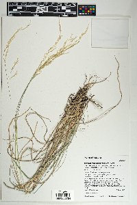 Muhlenbergia virescens image