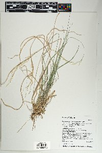 Muhlenbergia virescens image