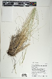 Festuca arizonica image