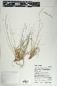 Muhlenbergia montana image