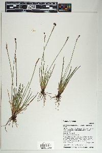 Sisyrinchium longipes image