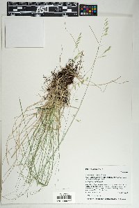 Festuca arizonica image