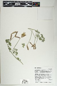 Lotus mearnsii image