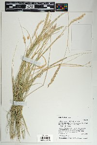 Hilaria rigida image