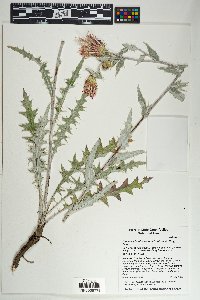 Cirsium arizonicum image