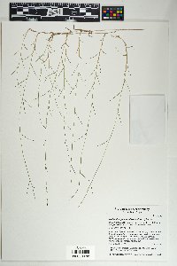 Muhlenbergia minutissima image