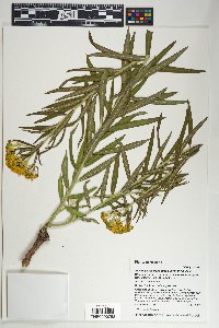 Asclepias tuberosa subsp. interior image