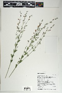 Lotus wrightii image