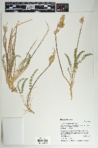 Astragalus tephrodes image