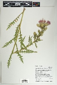 Cirsium arizonicum var. rothrockii image