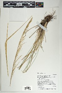 Muhlenbergia longiligula image