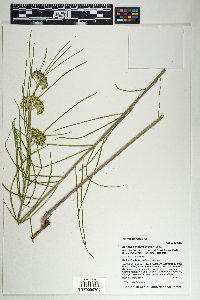 Asclepias engelmanniana image