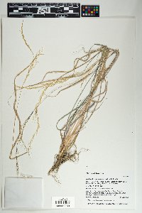 Muhlenbergia virescens image