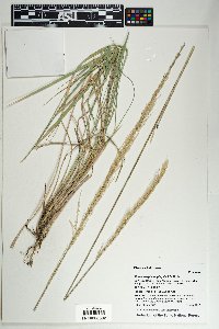 Muhlenbergia longiligula image