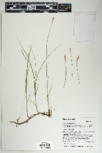 Carex siccata image