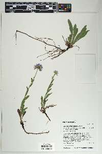 Erigeron formosissimus image
