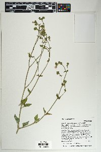 Mirabilis oxybaphoides image