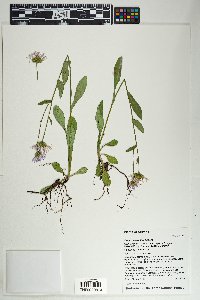 Erigeron eximius image
