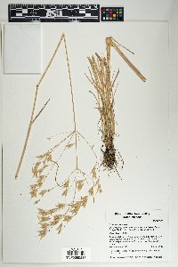 Bromus arvensis image