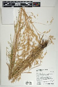 Bromus arvensis image