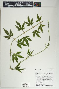 Humulus lupulus image