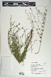 Lotus wrightii image