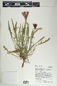 Oenothera primiveris image