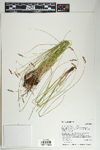 Carex occidentalis image