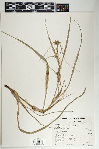 Tradescantia occidentalis image