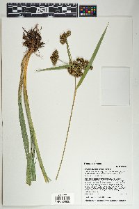 Scirpus pallidus image