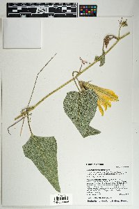Cucurbita foetidissima image