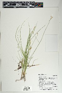 Carex siccata image
