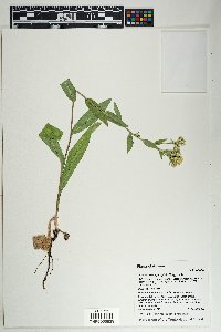 Oreochrysum parryi image