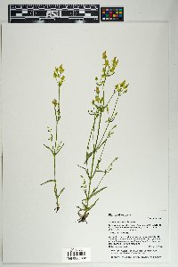 Halenia recurva image