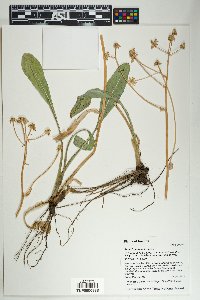 Senecio wootonii image