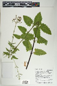 Scrophularia californica image