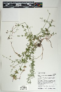 Galium mexicanum subsp. asperrimum image