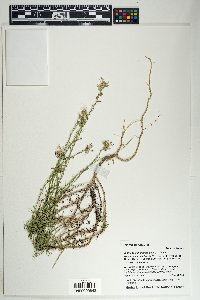 Ipomopsis multiflora image