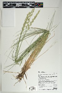 Pascopyrum smithii image
