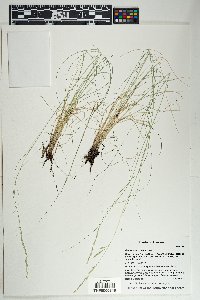 Festuca arizonica image
