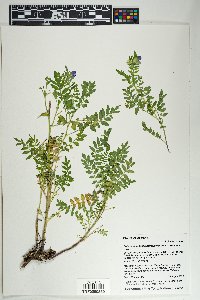 Polemonium foliosissimum image