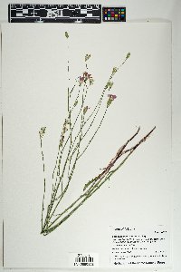 Stephanomeria thurberi image
