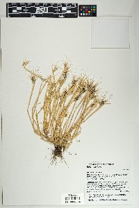 Hordeum murinum image