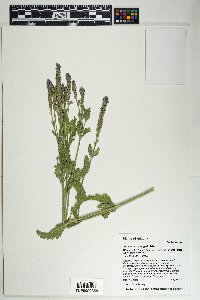 Verbena macdougalii image